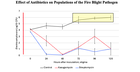 Line graph titled &ldquo;Effect of Antibiotics on Populations of the Fire Blight Pathogen.&rdquo; The graph compares populations of the fire blight pathogen over 120 hours after inoculation for three treatments: control (black line), kasugamycin (red line), and streptomycin (blue line). The control line remains high and increases slightly over time, while both antibiotic treatments sharply reduce pathogen populations after 24&ndash;48 hours and keep them low. A yellow highlighted box emphasizes the higher pathogen levels in the untreated control between 72 and 120 hours.